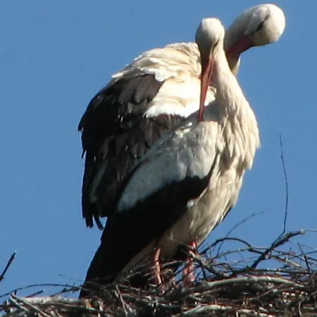 Dworek Mlynarza * Zator