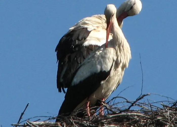 Dworek Młynarza * Zator